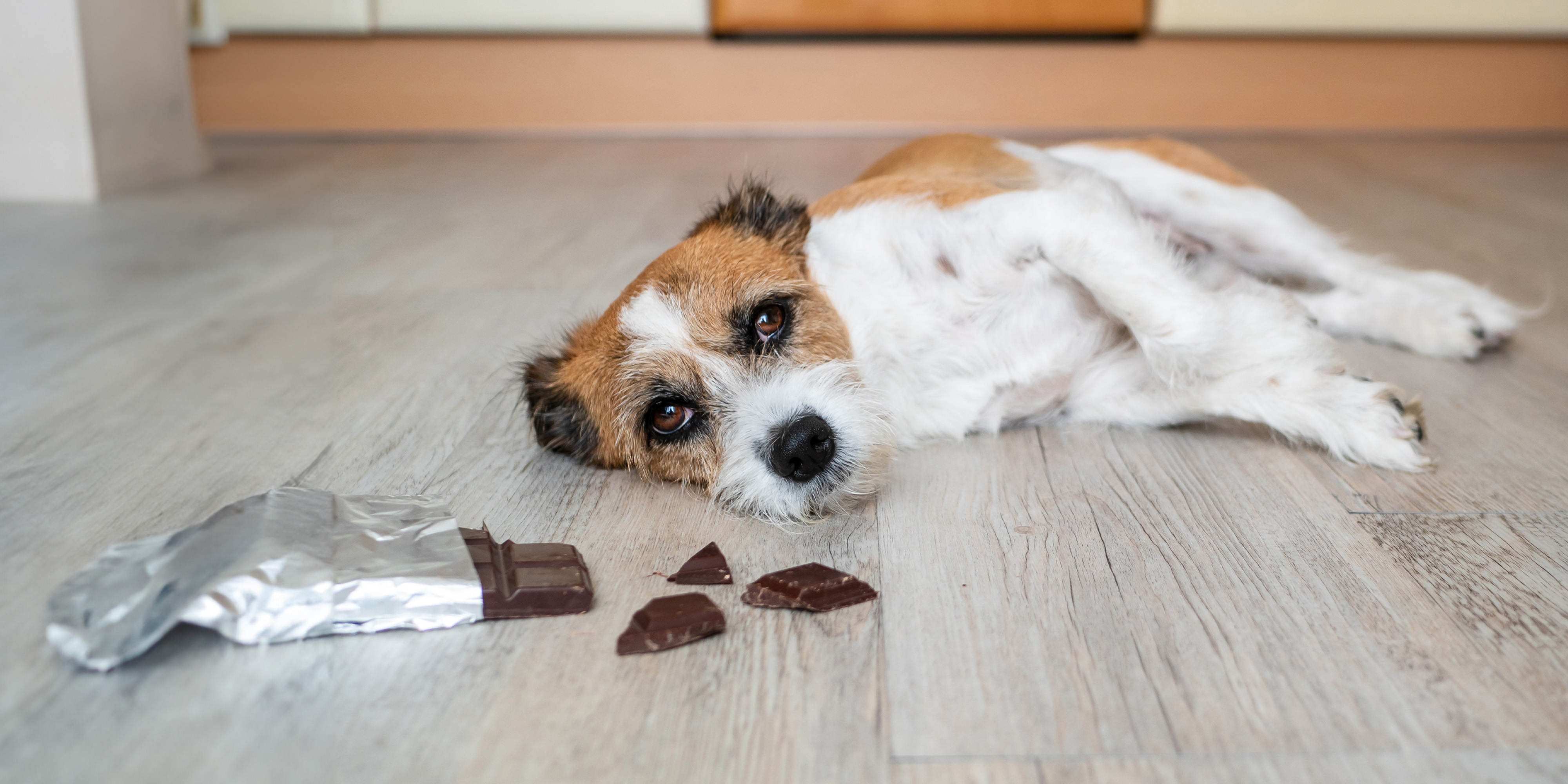 Why is chocolate bad shop for dogs and cats